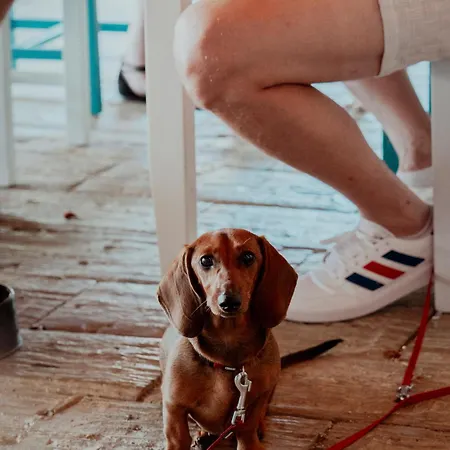 Feszek -etel Es Hotel- Balatonszárszó