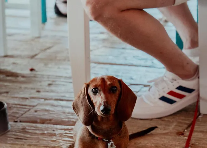 Feszek -etel Es Hotel- Balatonszárszó